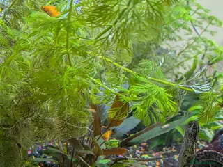 Platies fish Platy fry fish - Advert 10