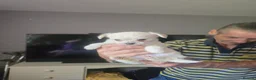 Mixed Breed dogs for sale: Malchi in Tipton - Advert 6