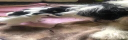 Domestic Shorthair cats for sale: Black and white domestic short hair boy kittens in Buxton - Advert 30