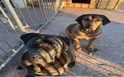 Cane Corso dogs for sale: Beautiful Cane Corso Puppies - Image 38