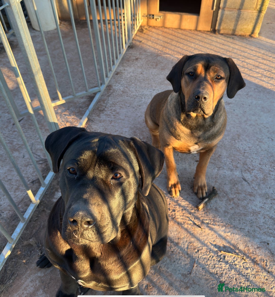 Cane Corso dogs for sale: Beautiful Cane Corso Puppies - Image 38