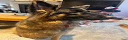 German Shepherd dogs for sale: Gorgeous girl needs a loving home  - Advert 2