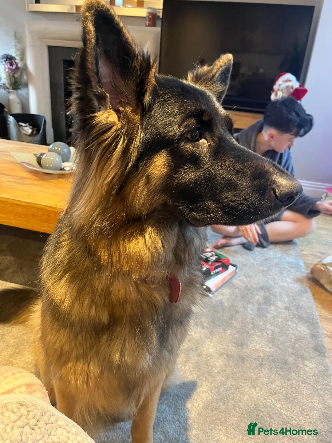 German Shepherd dogs for sale: Gorgeous girl needs a loving home  - Advert 2