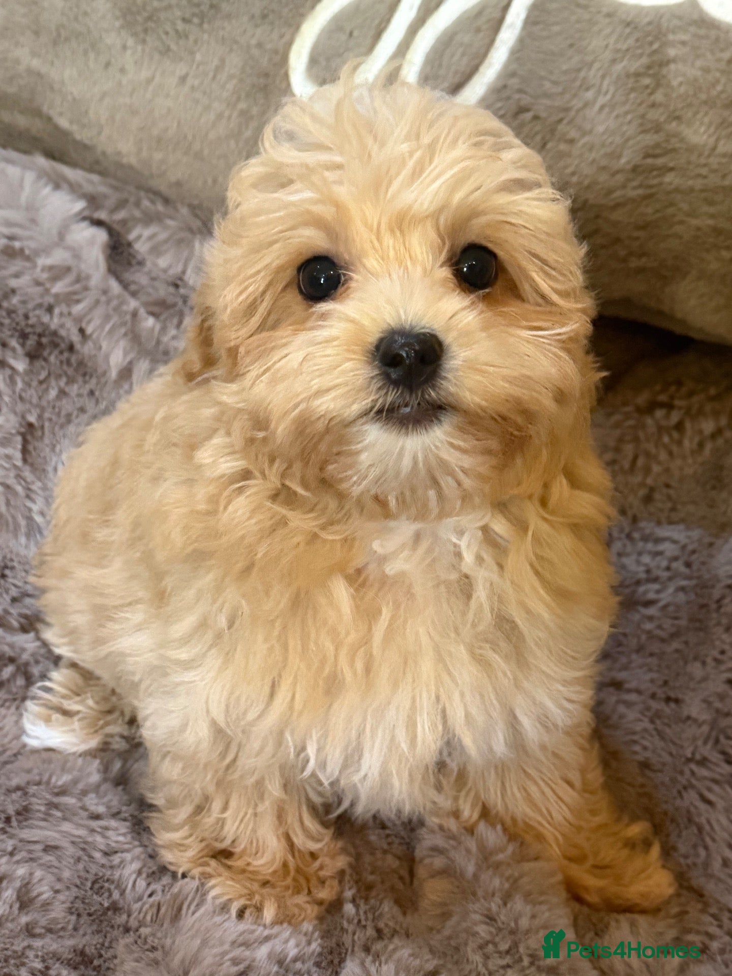 Maltipoo dogs Maltipoo Baby Boys  - Advert 2