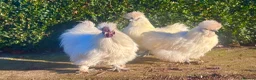 Chickens poultry for sale: Bantam White Silkie Hatching Eggs For Sale - Advert 1