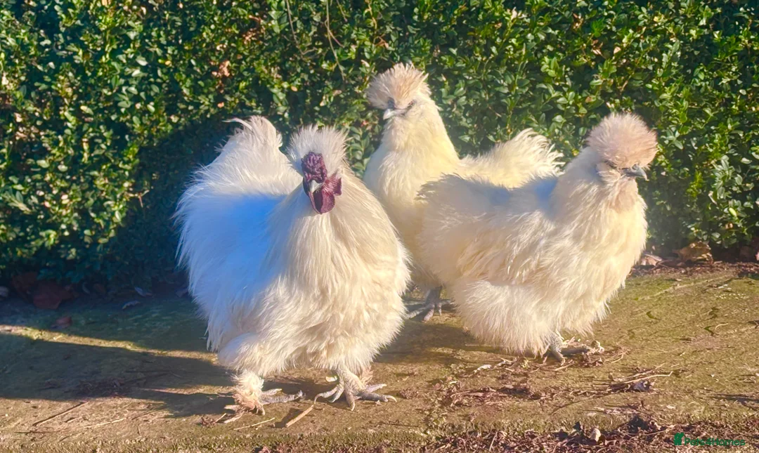 Chickens poultry for sale: Bantam White Silkie Hatching Eggs For Sale - Advert 1