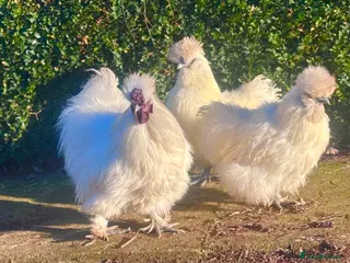 Chickens poultry Bantam White Silkie Hatching Eggs For Sale - Advert 1