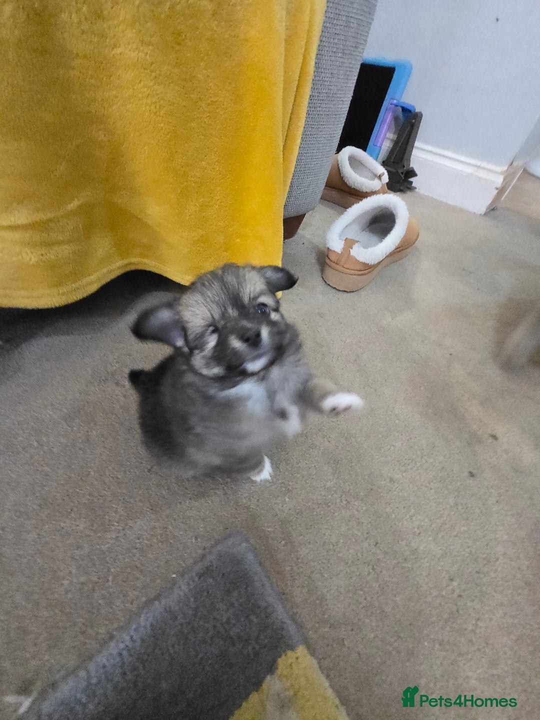 Pomchi dogs for sale: 🐶 Adorable Pomchi Puppies Available! 🐶 - Advert 10