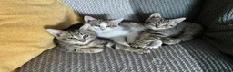Mixed Breed cats for sale: Ready to leave: 9 weeks old-Tabby kittens  - Advert 14