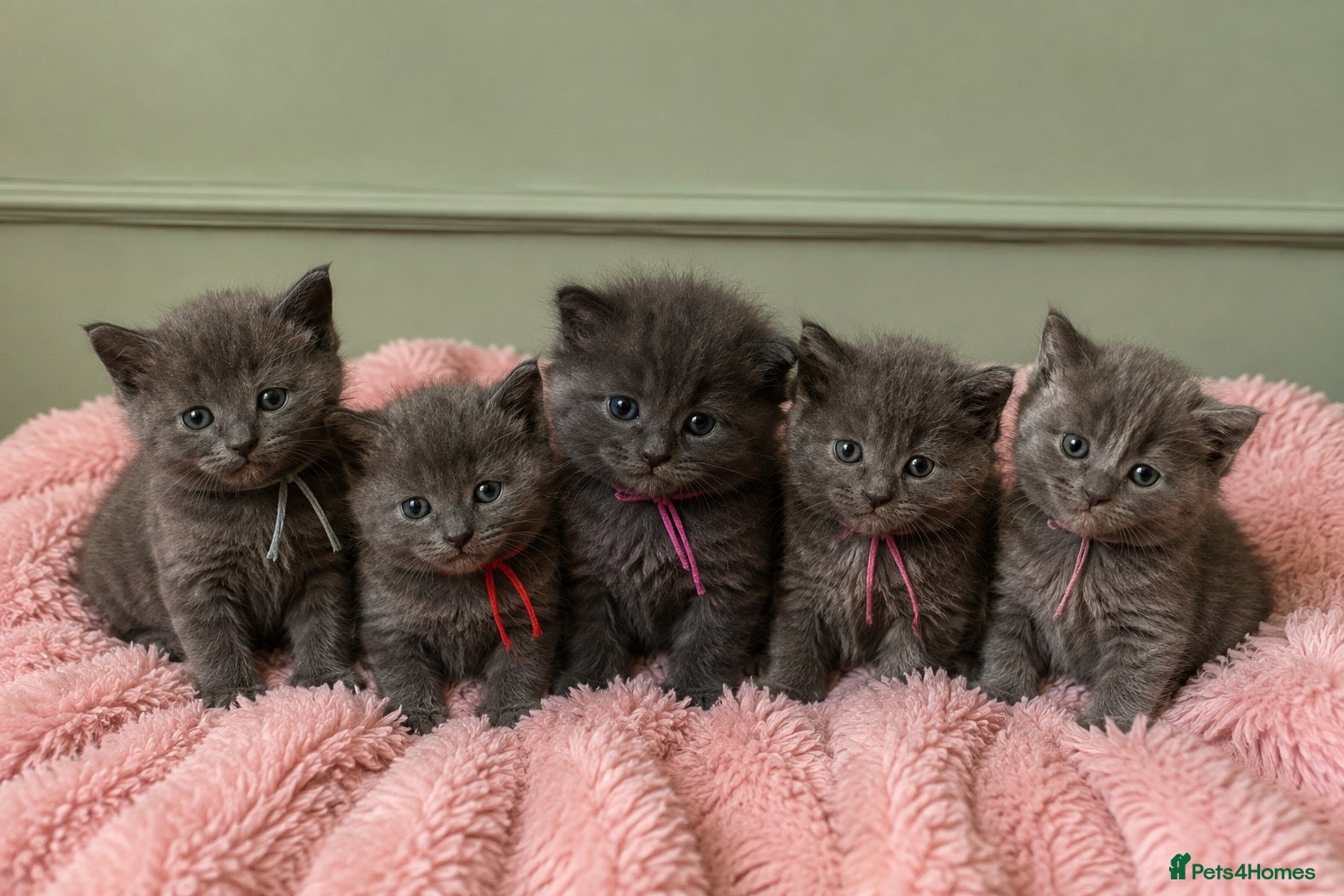Maine Coon cats Gorgeous three quarter Maine Coon Kittens 🐈‍⬛  - Advert 1