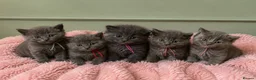 Maine Coon cats for sale: Gorgeous three quarter Maine Coon Kittens 🐈‍⬛  - Advert 1