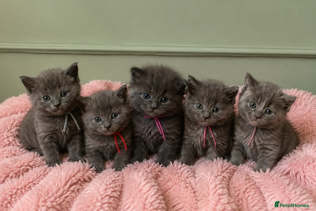 Maine Coon cats for sale: Gorgeous three quarter Maine Coon Kittens 🐈‍⬛  - Advert 1