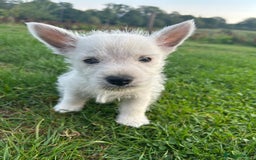 West Highland Terrier dogs for sale: West highland terrier puppies  - Image 13