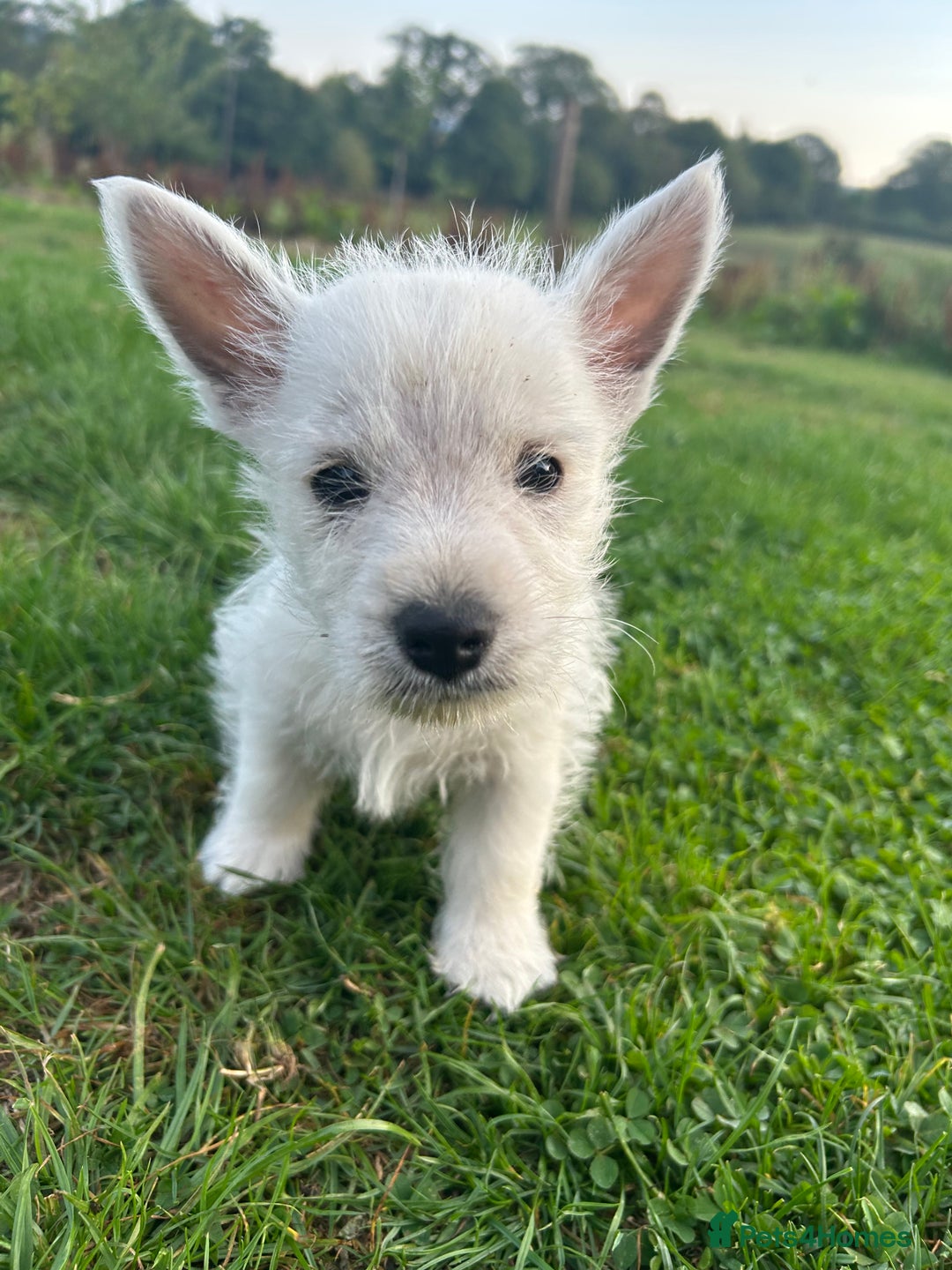 West Highland Terrier dogs for sale: West highland terrier puppies  - Image 13