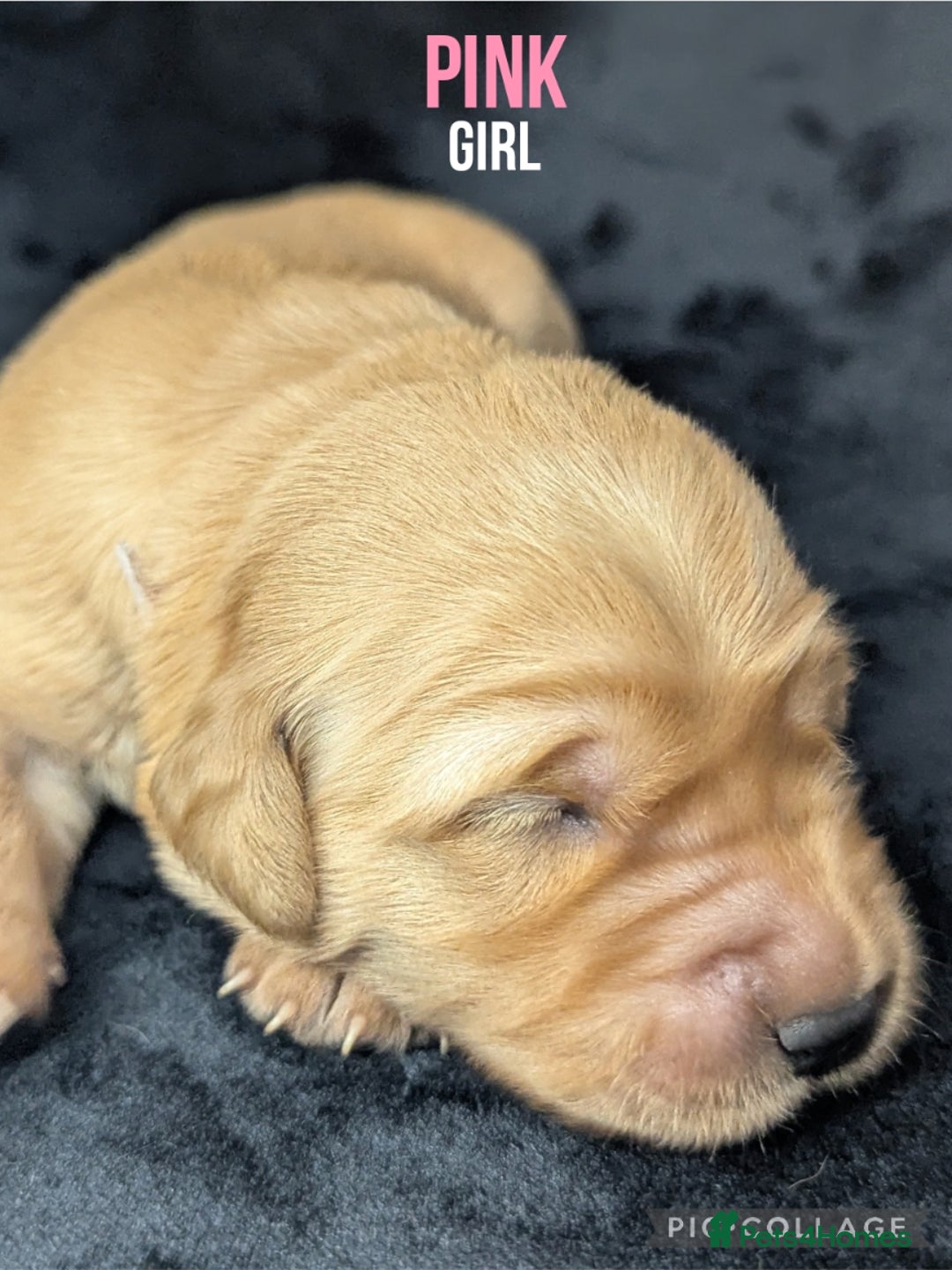 Golden Retriever dogs for sale: KC Registered Golden Retriever Puppies  - Image 12