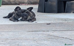 Mixed Breed dogs for sale: Male puppy  - Image 1