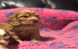 Cocker Spaniel dogs for sale: Outstanding of top quality show type puppies 🌈🐶 - Advert 20