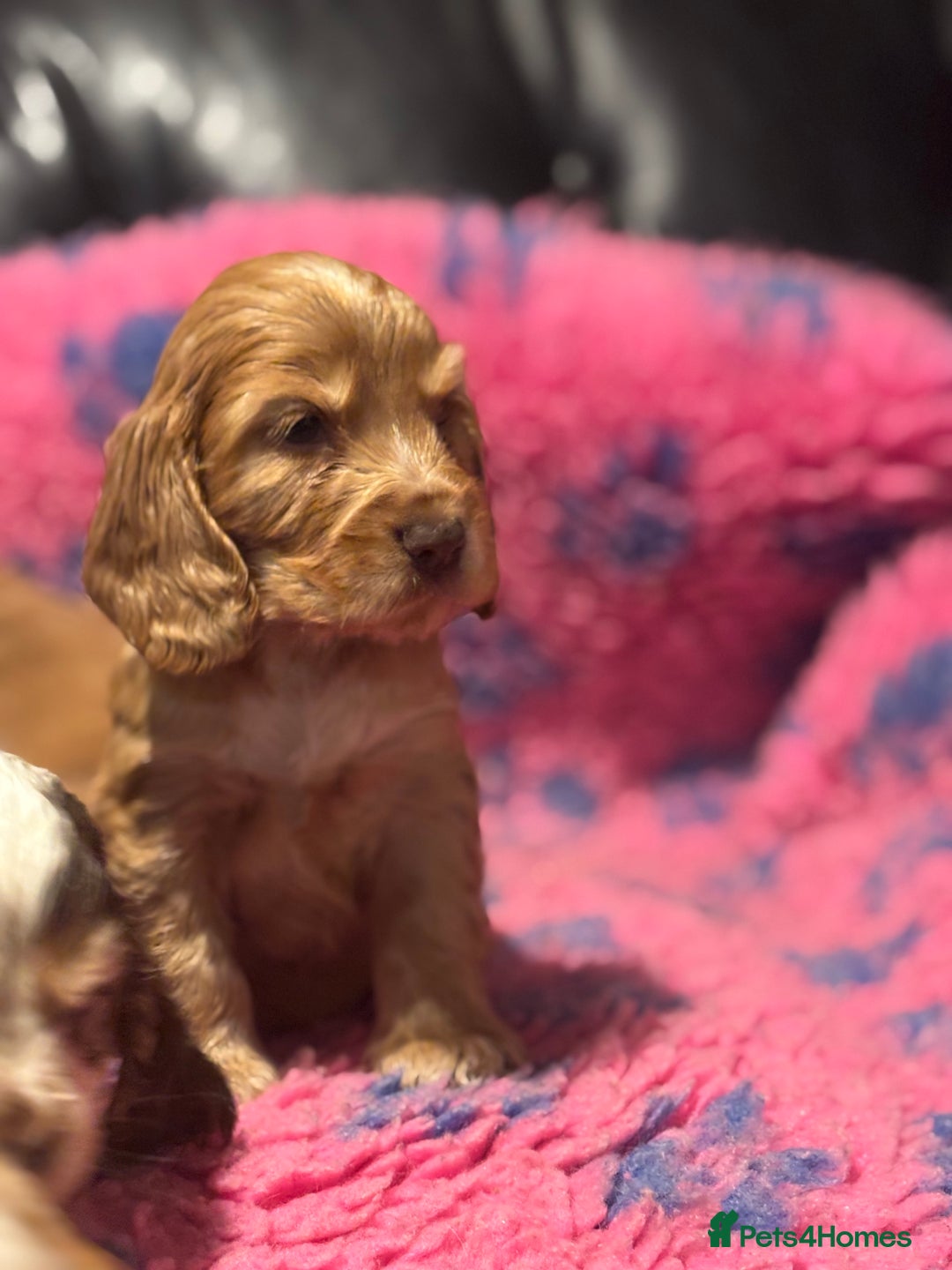 Cocker Spaniel dogs for sale: Outstanding of top quality show type puppies 🌈🐶 - Advert 20