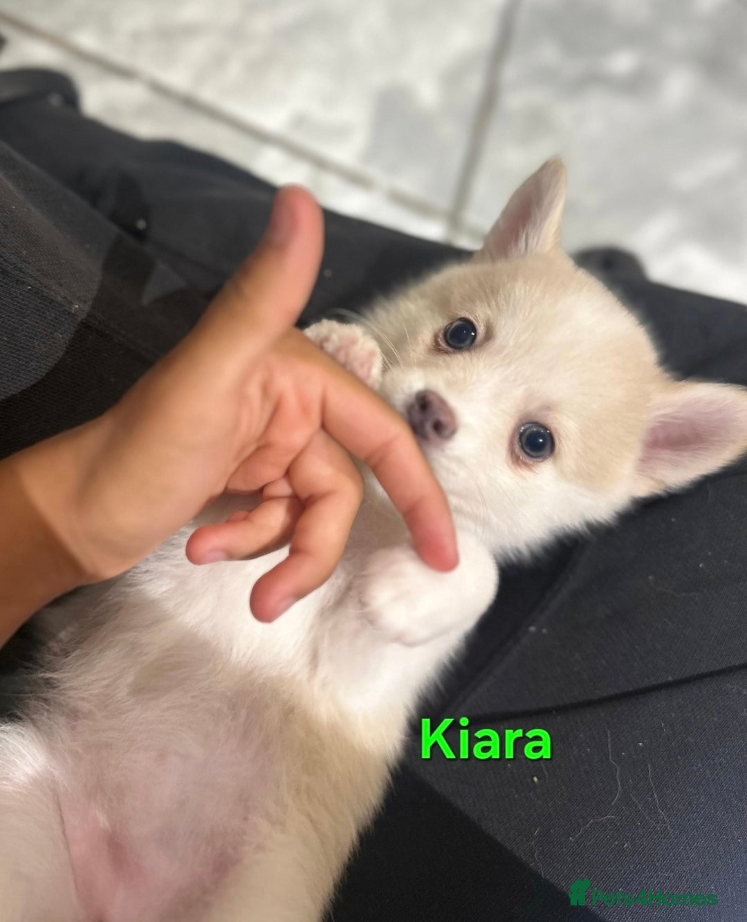 Pomsky dogs for sale: Ready now -Stunning F4 Pomskies, 6kg as adults  - Image 34
