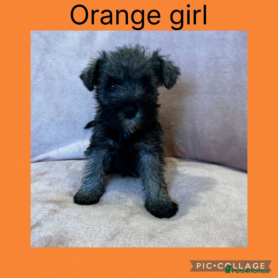 Miniature Schnauzer dogs for sale: Miniature Schnauzer Puppies  - Image 10