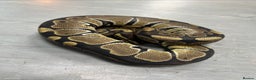 Python Snake reptiles for sale: Royal pythons  - Advert 14