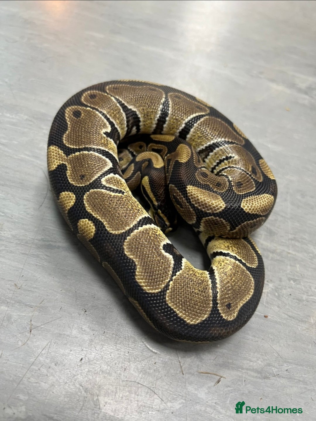 Python Snake reptiles for sale: Royal pythons  - Advert 14