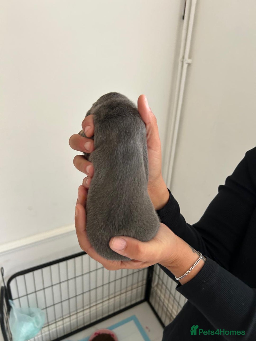 Dachshund dogs for sale: Miniature Dachshund puppies  - Image 4