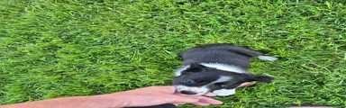 Border Collie 7