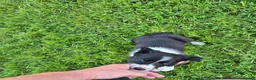 Border Collie dogs for sale: Border collie pups looking for new home - Advert 12