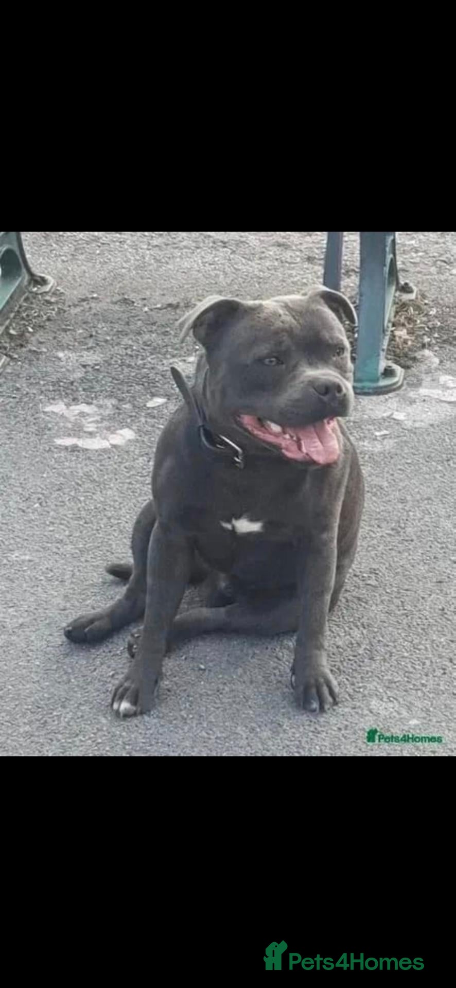 Staffordshire Bull Terrier dogs Blue staffie pups 🐶  - Advert 2