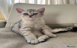 British Shorthair cats for sale: 5 Stunning British Shorthair - Image 18