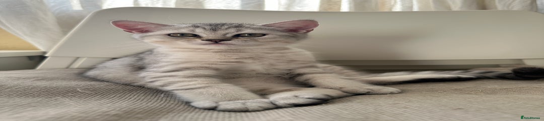 British Shorthair Kitten 2