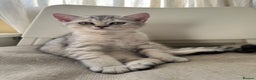 British Shorthair cats for sale: 5 Stunning British Shorthair - Advert 18