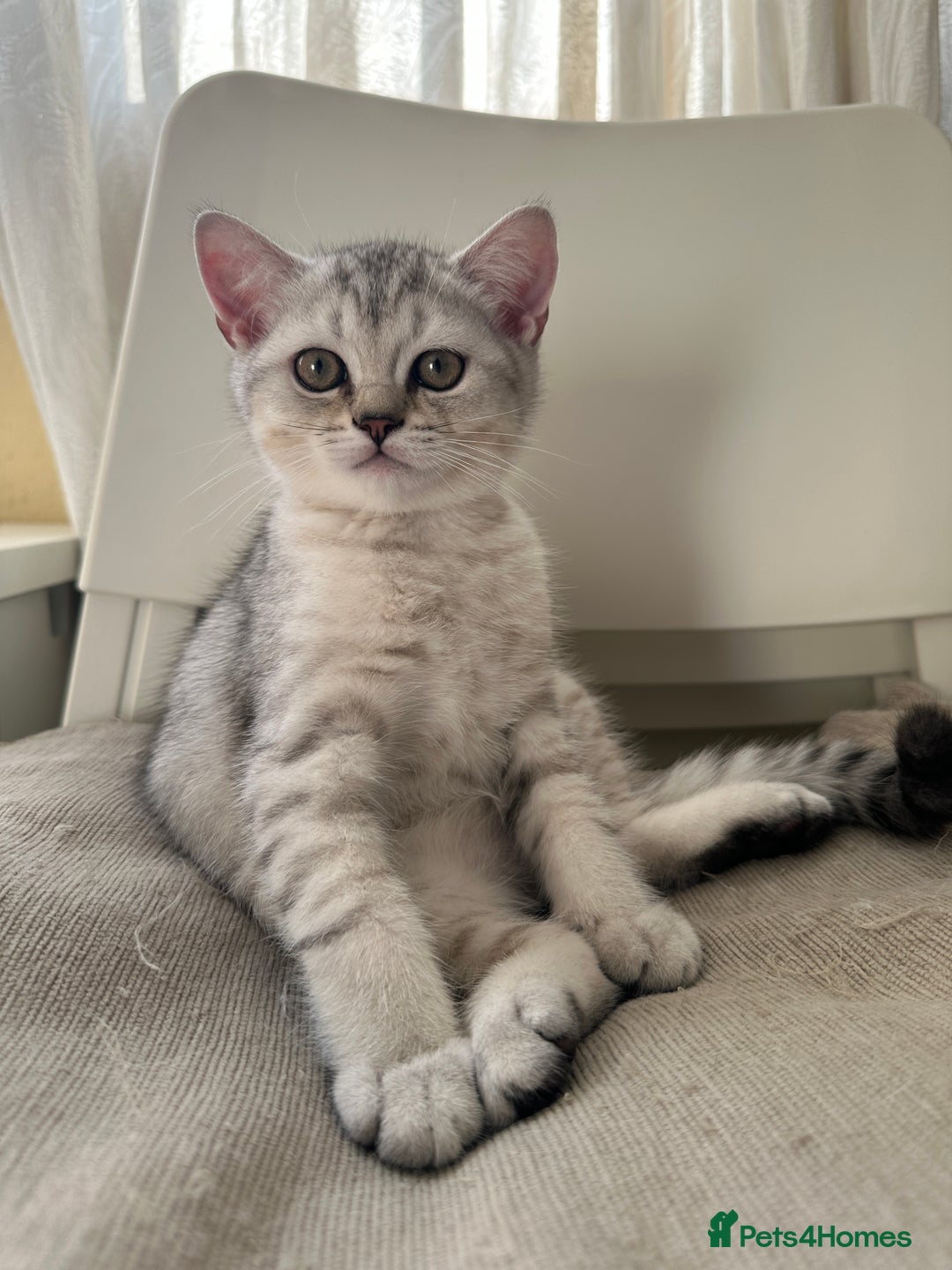 British Shorthair cats for sale: 5 Stunning British Shorthair - Image 18