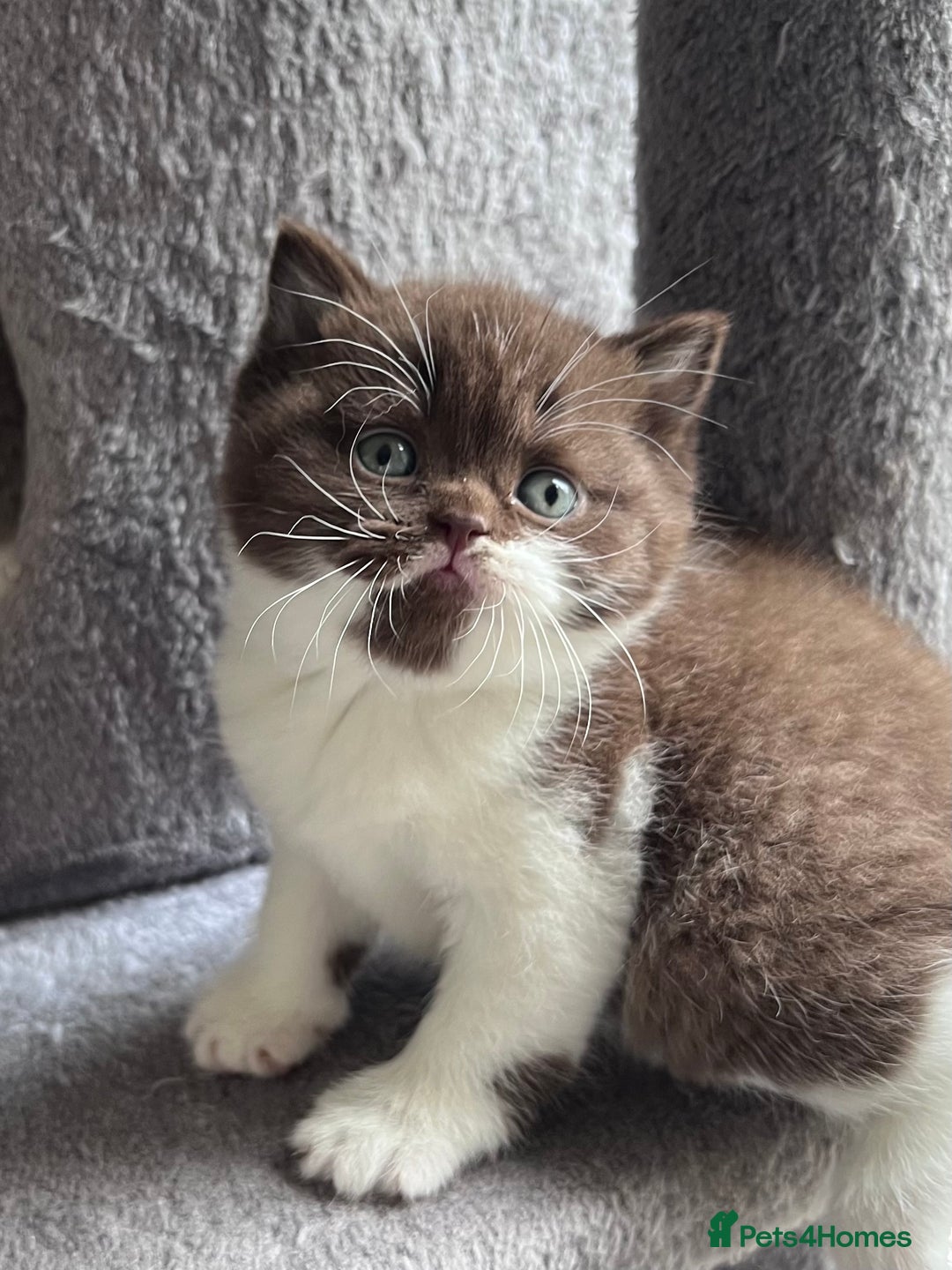 British Shorthair cats for sale: Only one kitten left! Champion lines BSH kittens  - Advert 3