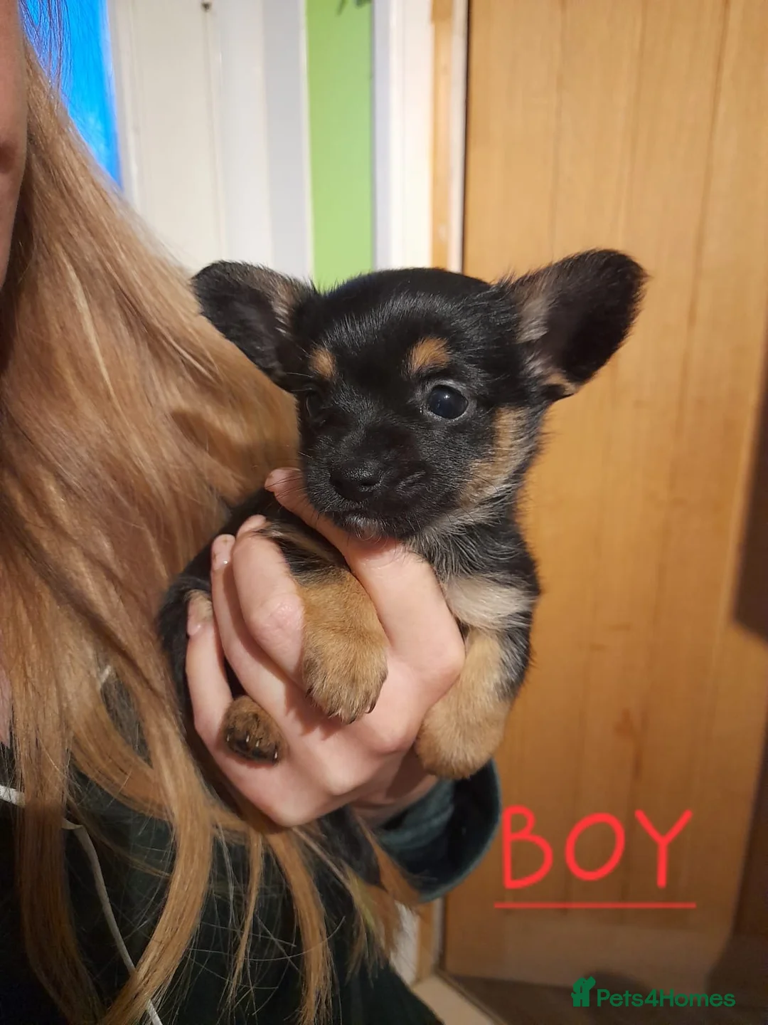 Chorkie dogs for sale: Chorkie puppies for sale - 1 girl left - Advert 5