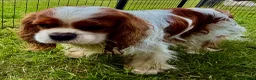 Cavalier King Charles Spaniel dogs for adoption: 🐾 JUSTIN – Male Cavalier King Charles Spaniel 🐾 - Advert 3