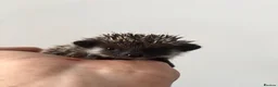 Pygmy Hedgehog rodents for sale: African Pygmy Hedgehogs  - Advert 4