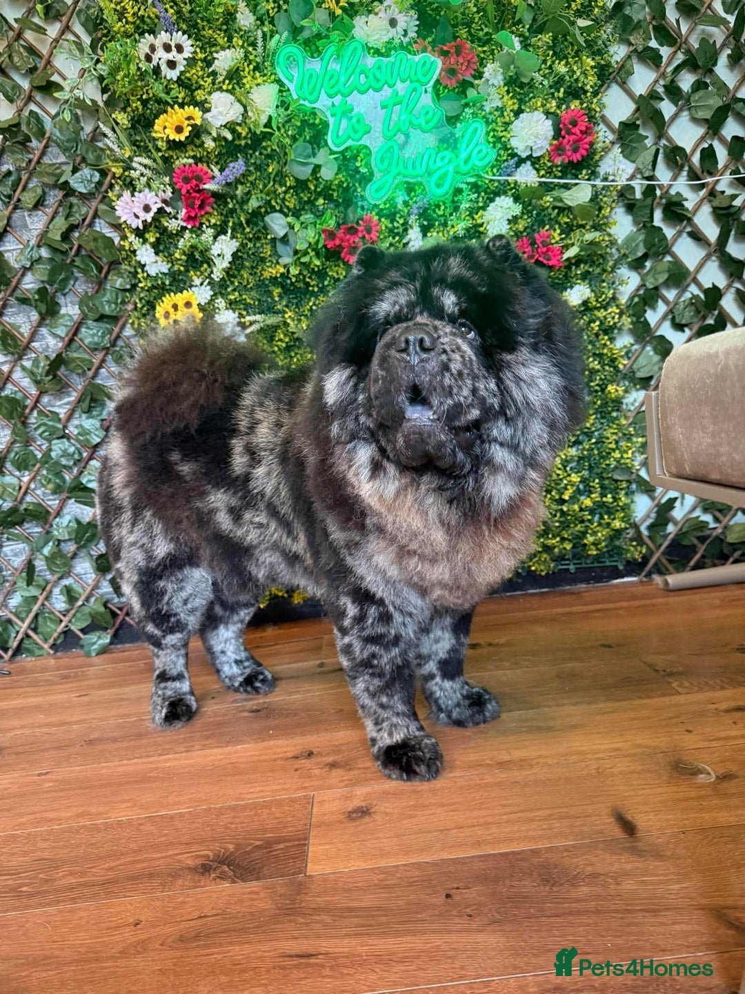 Chow Chow dogs for stud: MR CHOW - Black merl - Image 2