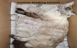 Ragdoll cats for sale: 6 beautiful PURE ragdolls - Image 16