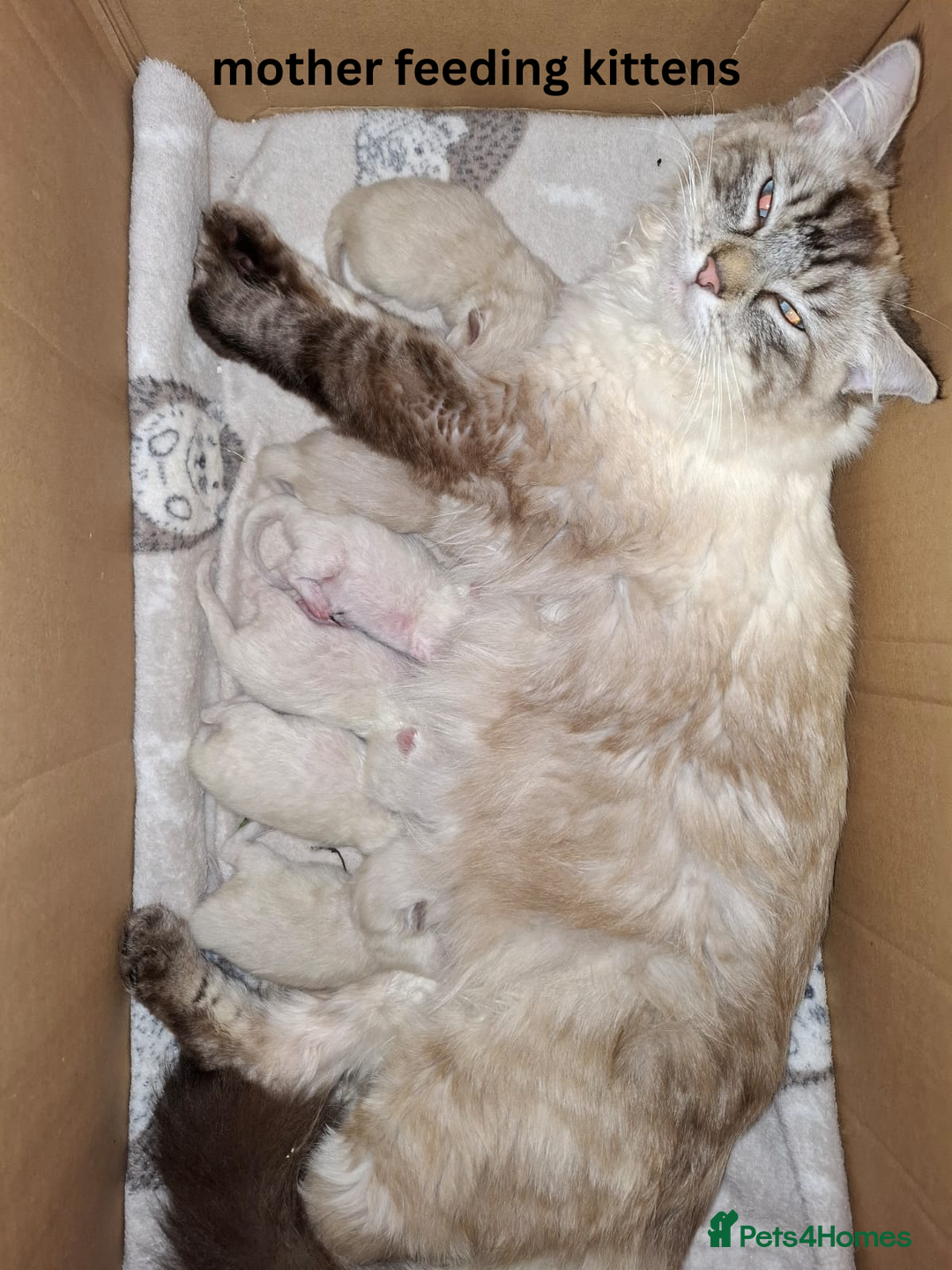 Ragdoll cats for sale: 6 beautiful PURE ragdolls - Image 16