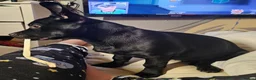 Mixed Breed dogs for sale: Doggy Needs A New Home - Advert 5