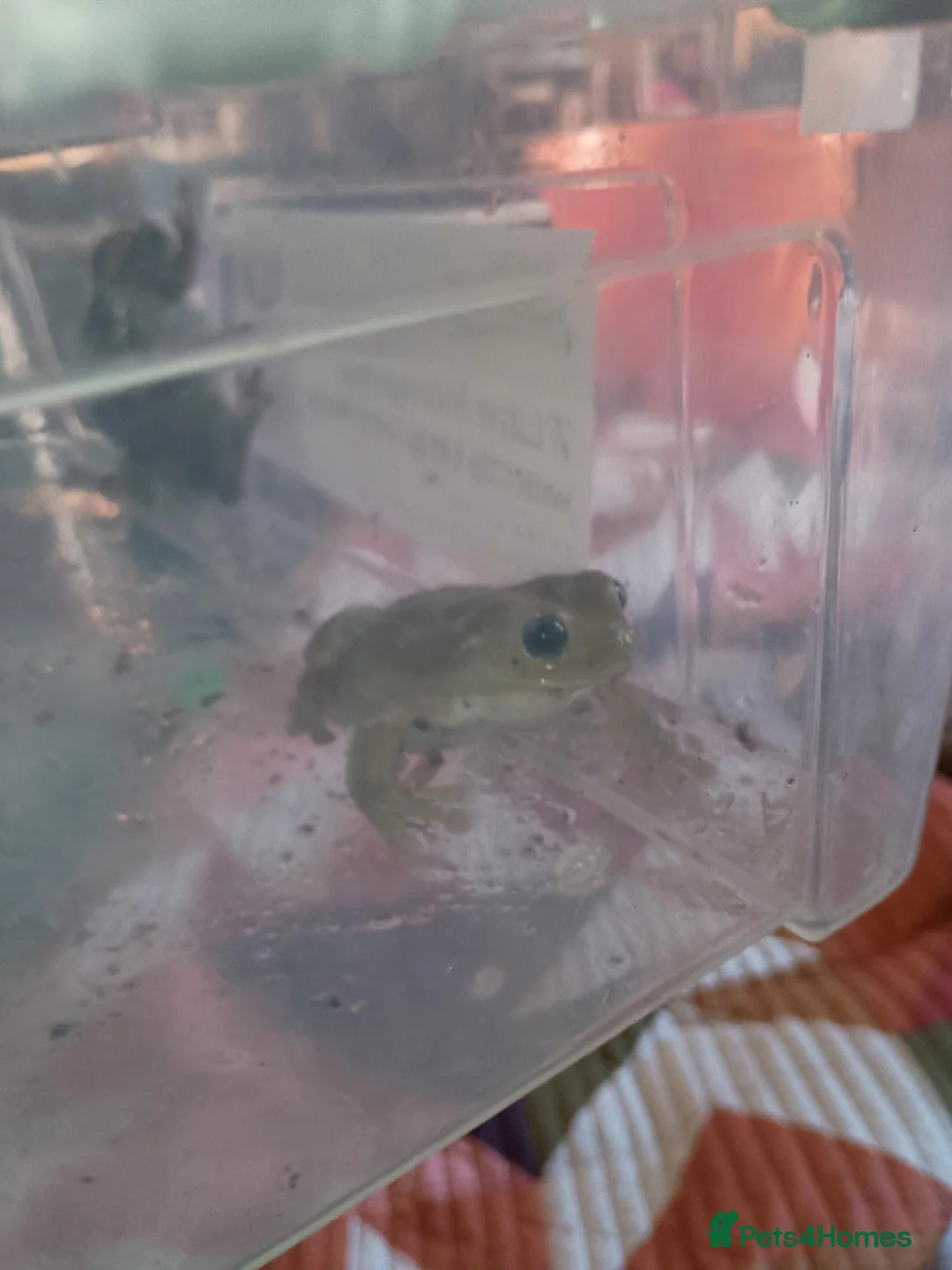 Frog reptiles for sale: Blue Eyed Whites Tree Frogs - Advert 16