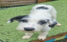 Mixed Breed dogs for adoption: Laura -In Ayr Looking for a home  - Image 8