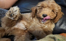 Cavapoo dogs for sale: F1b Cavapoo Puppy DNA Tested Parents +Starter Pack - Advert 2