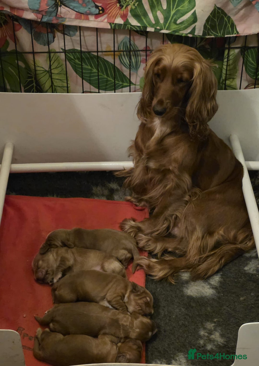 Cocker Spaniel dogs for sale: Beautiful KC Show Cocker Spaniel Pups - Advert 8