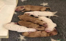 Cockapoo dogs for stud: Experienced Health Testa Cockapoo F1B Stud in Southampton - Image 10