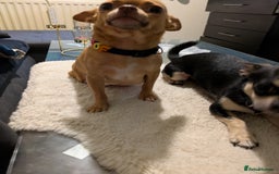 Chihuahua dogs for sale: Mini Čivava - Image 2