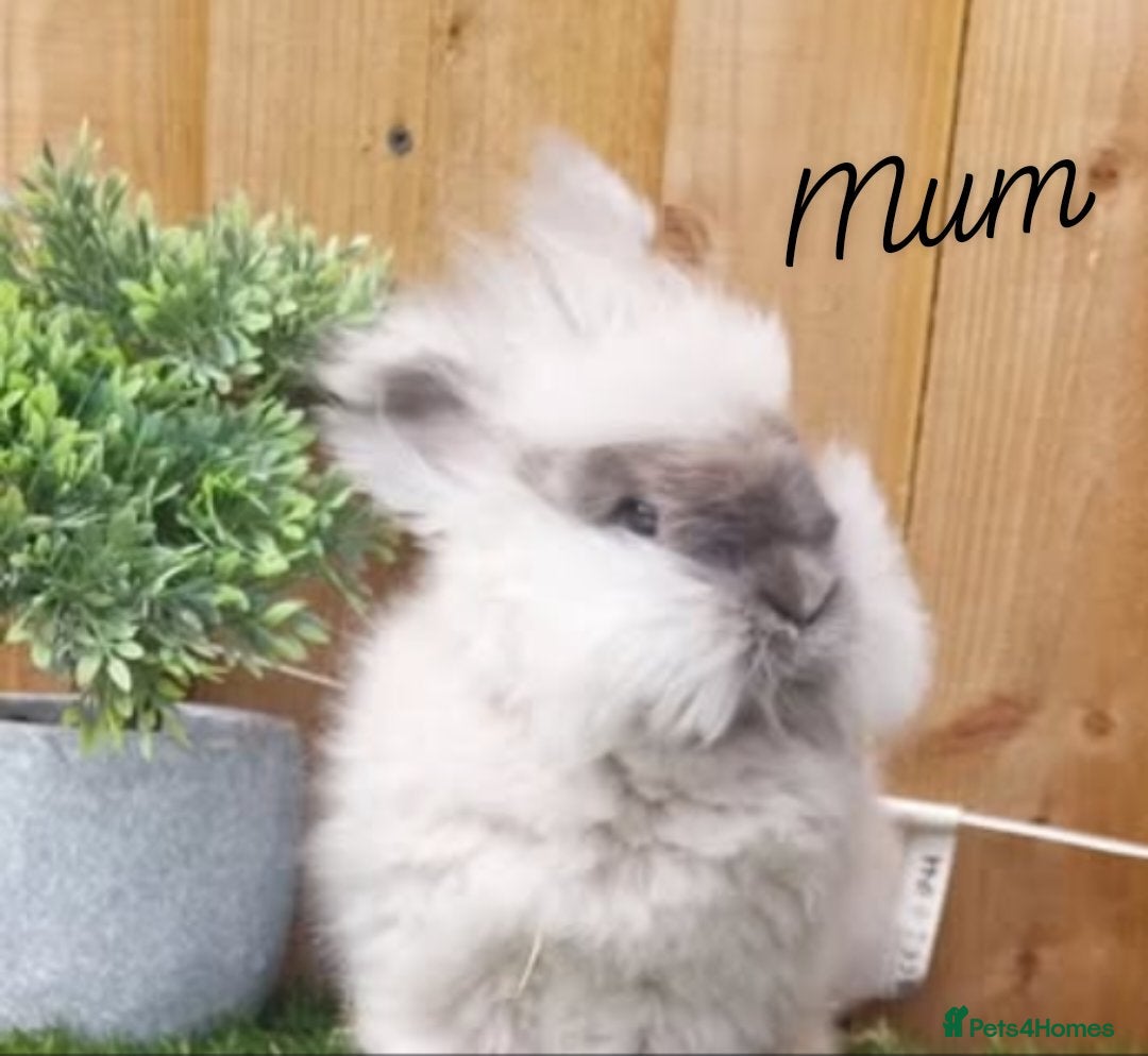 Angora rabbits 2 Beautiful Full faced Angoras Boys  - Advert 1