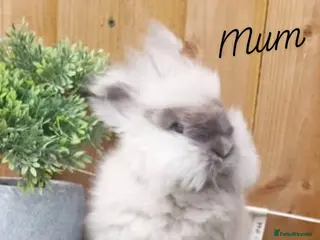 Angora rabbits 2 Beautiful Full faced Angoras Boys - Advert 1